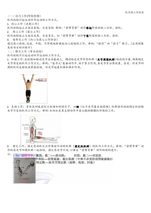 肌肉的工作性质