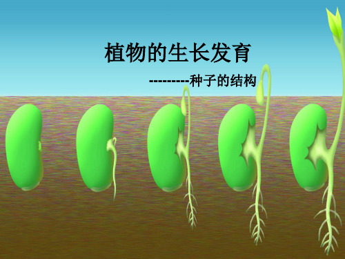 第二节植物的生长发育---种子的结构+课件苏科版生物八年级上册