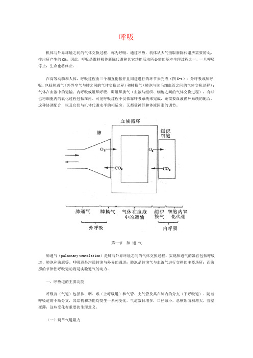 呼吸系统 生理学