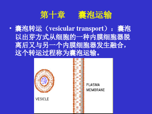 囊泡运输