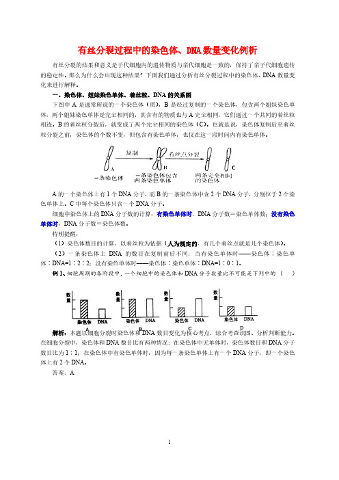 有丝分裂过程中的染色体DNA数量变化分析