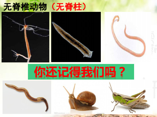 初中八年级上册生物《鱼》课件