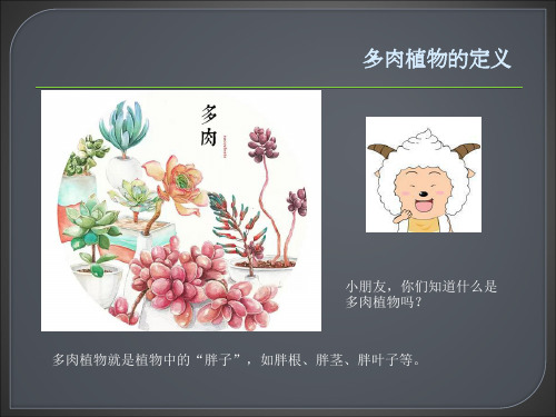 多肉植物(幼儿园)