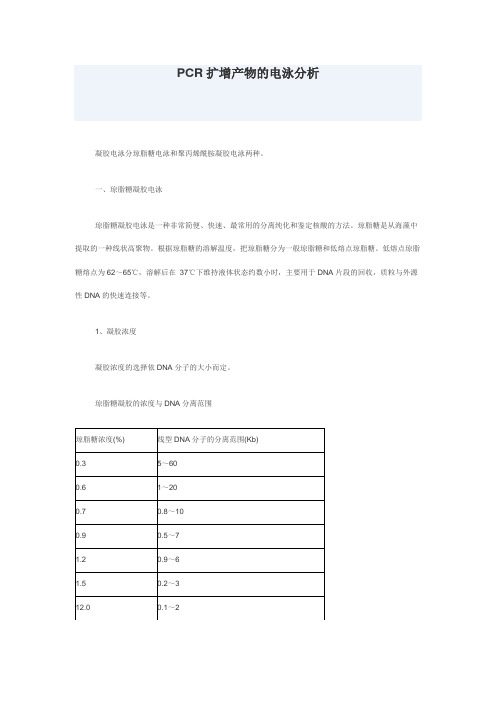 PCR扩增产物的电泳分析