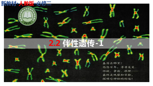 伴性遗传课件-高一生物人教版必修2