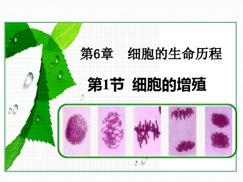 人教版高一生物必修一：细胞的增殖(共85张PPT)