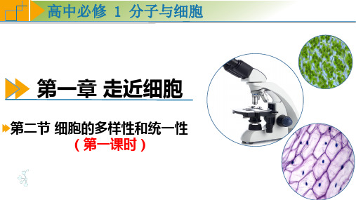 高中生物必修一1.2 细胞的多样性和统一性(第1课时 显微镜的使用)课件