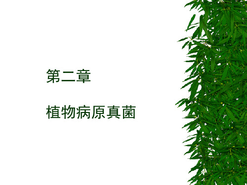 普通植物病理学-第二章第一节植物病原真菌