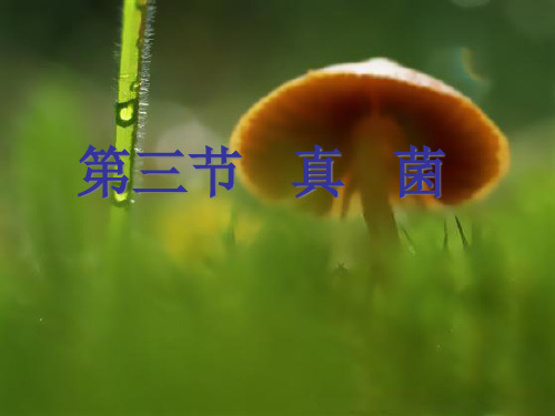 第三节《真菌》PPT课件