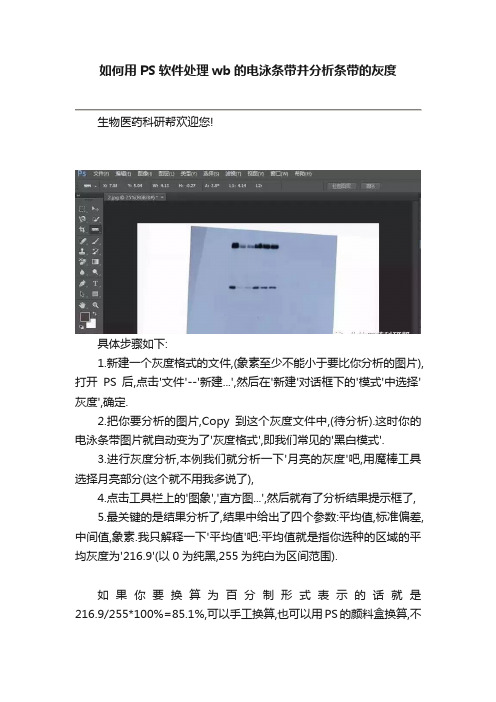 如何用PS软件处理wb的电泳条带并分析条带的灰度