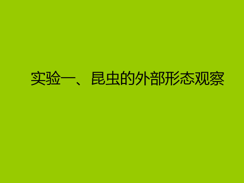 实验一、昆虫的外部形态特征观察