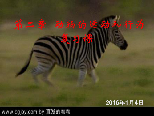 人教版八年级生物   第二章  动物的运动和行为复习课件