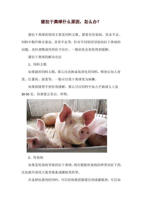 猪拉干粪球什么原因,怎么办？