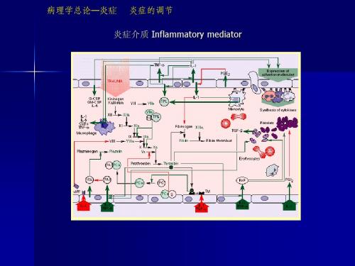 研究生病理学-炎症2