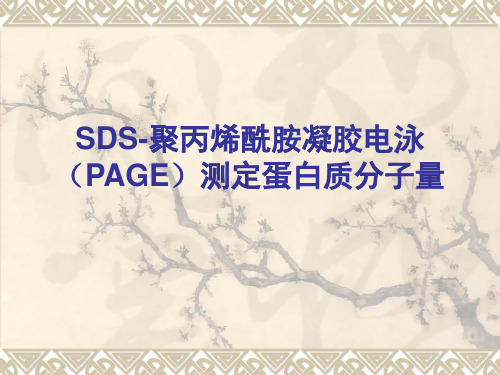 SDS-聚丙烯酰胺凝胶电泳(PAGE)测定蛋白质分子量