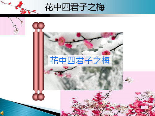 梅花介绍课件