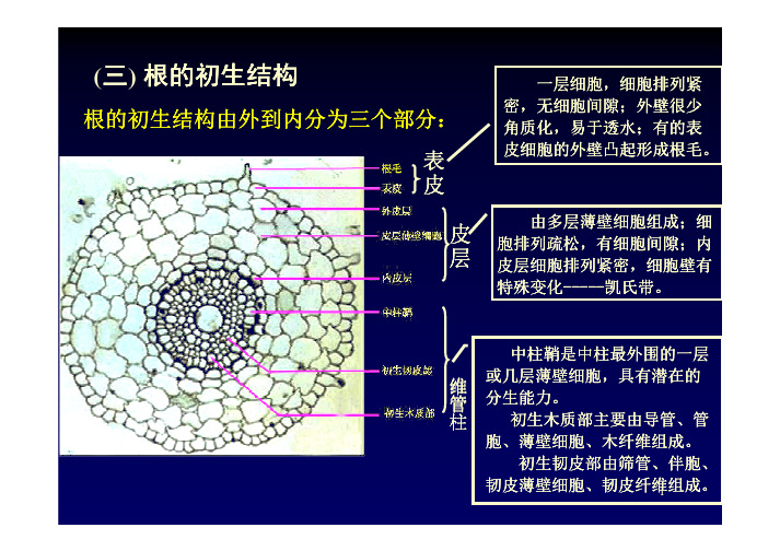 植物形态解剖1-3