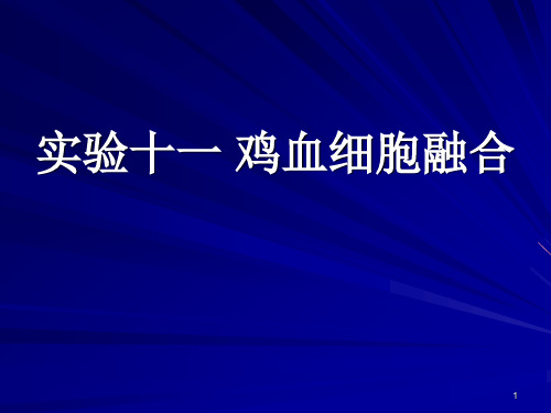 实验十一 鸡血细胞融合