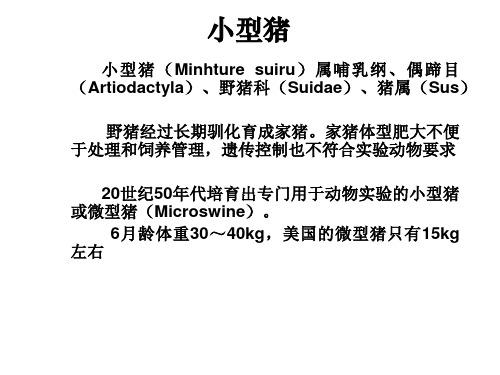 实验动物学 小型猪