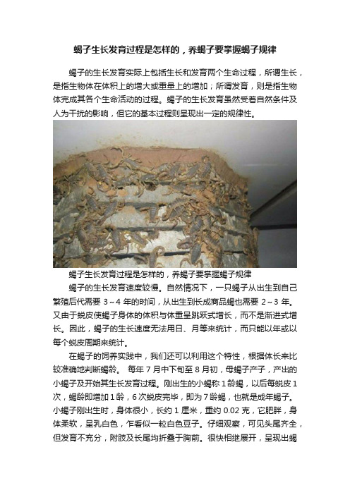 蝎子生长发育过程是怎样的，养蝎子要掌握蝎子规律