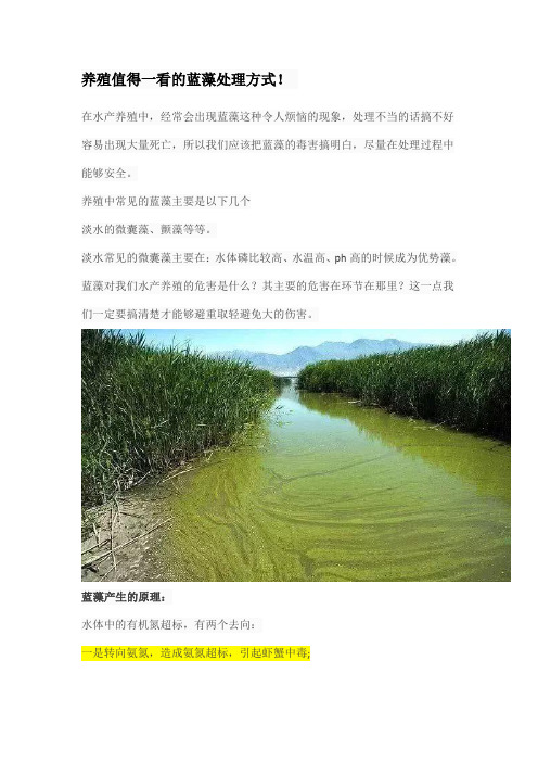 养殖值得一看的蓝藻处理方式