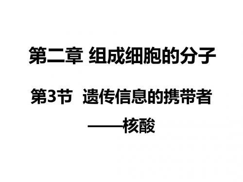 人教版高中生物必修一课件 3A2.3遗传信息的携带者(共28张PPT)