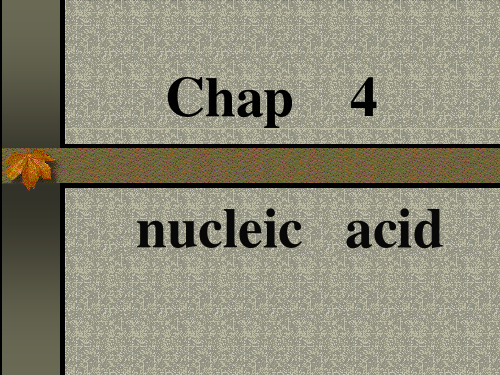 生物化学 Chap4 nucleic acid