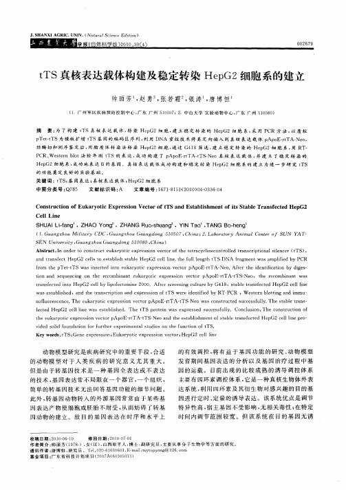 tTS真核表达载体构建及稳定转染HepG2细胞系的建立