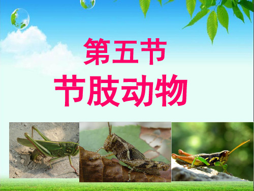 冀少儿课标版初中生物七年级上册第一单元 第四章第五节 节肢动物(共16张PPT)