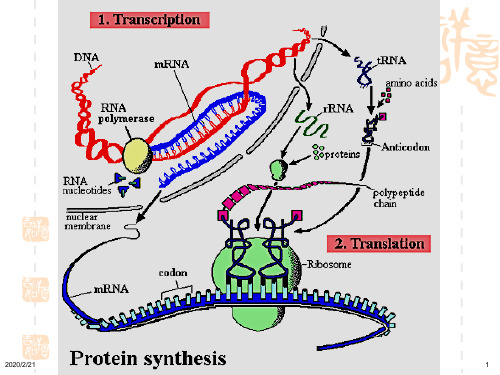 第15章 蛋白质的生物合成