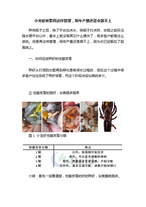 小龙虾秋繁再这样管理，明年产量还是会跟不上