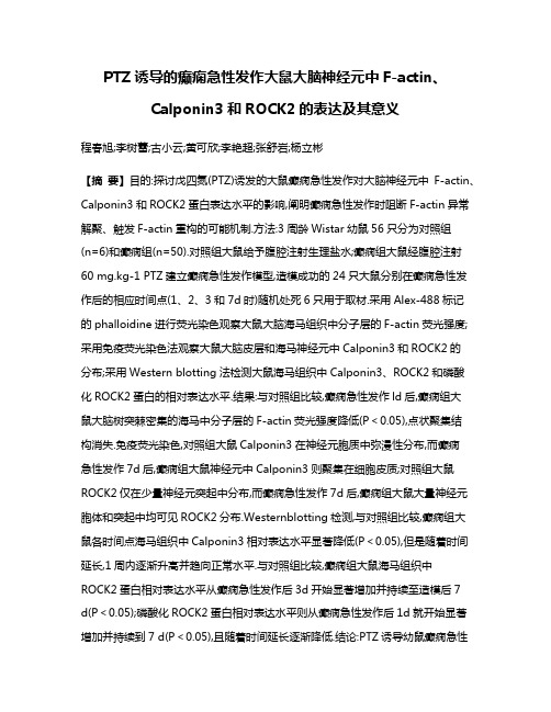 PTZ诱导的癫痫急性发作大鼠大脑神经元中F-actin、Calponin3和ROCK2的表达及其意义