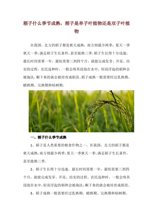 稻子什么季节成熟,稻子是单子叶植物还是双子叶植物