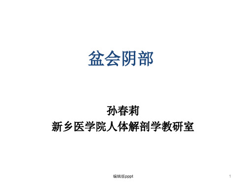 断层解剖学 盆部及会阴