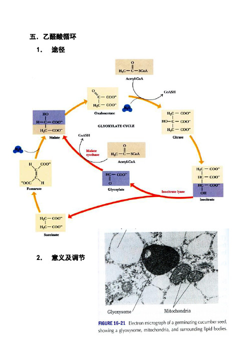 南开大学 第九章 糖代谢 乙醛酸循环、戊糖途径、糖原分解