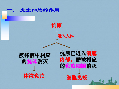 fengjh体液免疫与细胞免疫中图版(共30张PPT)