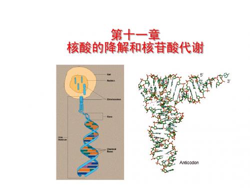 生物化学第十一章