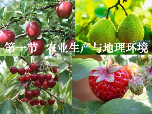 鲁教版地理必修2《农业生产与地理环境》ppt课件1