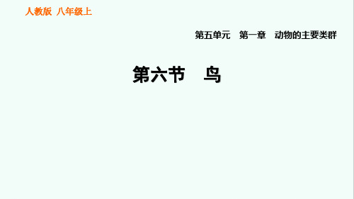 人教版八年级生物上册《鸟》习题课件