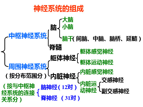 脑结构与功能