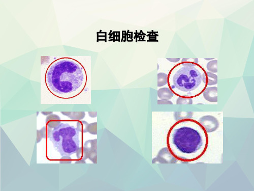 白细胞计数及分类计数