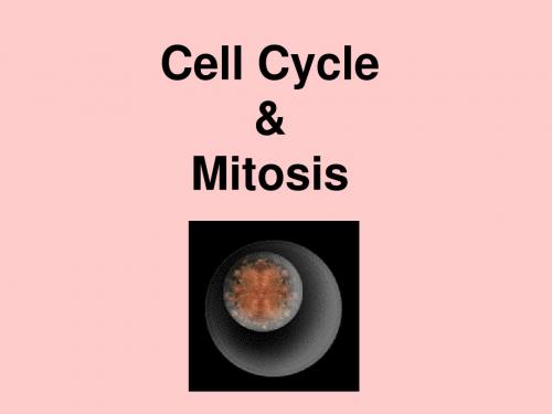 Cell Cycle & Mitosis