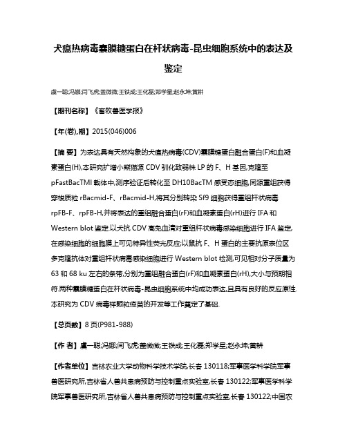 犬瘟热病毒囊膜糖蛋白在杆状病毒-昆虫细胞系统中的表达及鉴定