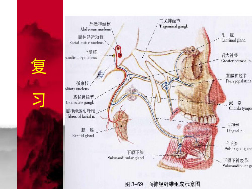 口腔解剖生理学 第八章(动脉)