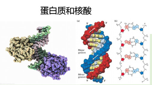 蛋白质和核酸