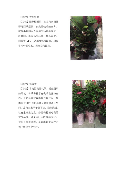 植物名称及习性