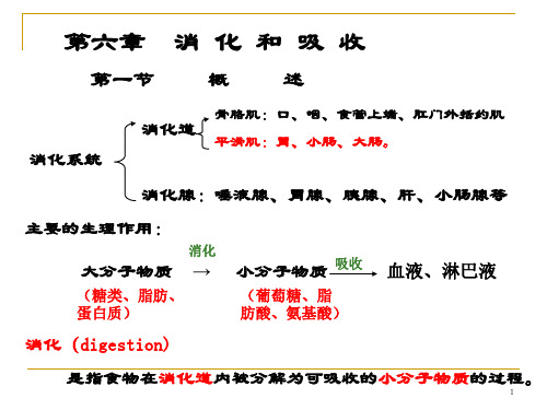 消化和吸收PPT参考幻灯片