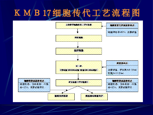 甲型肝炎减毒活疫苗生产工艺流程介绍(13)