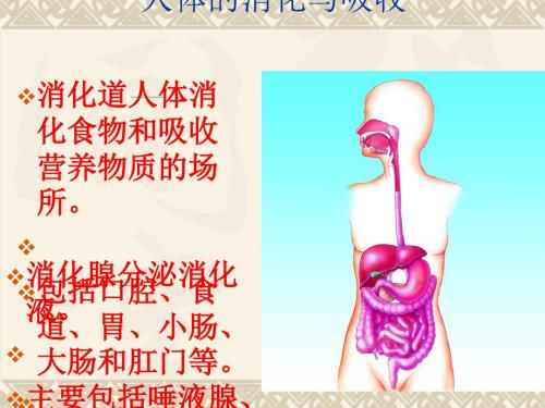 人体的消化与吸收程序课件 苏教版