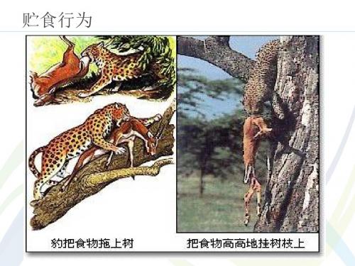 八年级生物上册教学课件:动物的行为